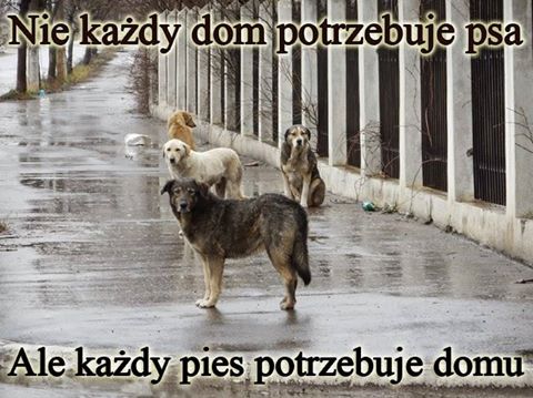 Dzień kundelka